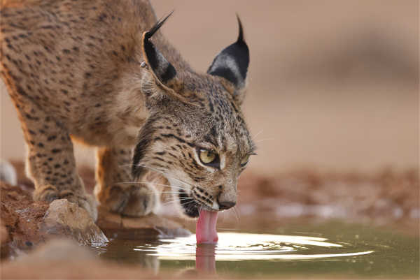 Refugio de Fauna Chico Mendes (Castellar de Santiago)